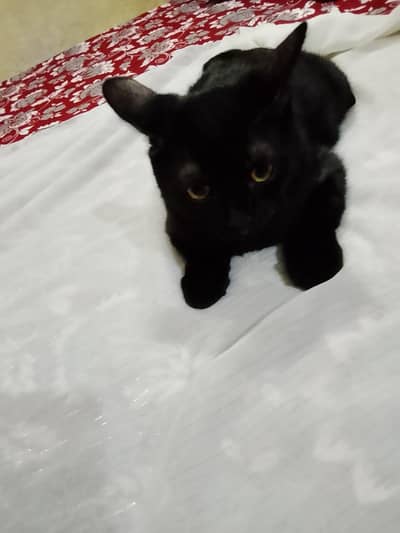 6 months russion female cat with accessories