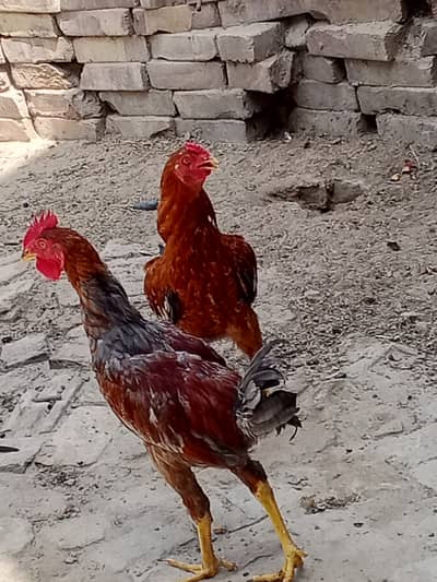 Aseel han,3000 Kay dono,,,Bahawalnagar city,whatsapp 0.3. 28.66. 368.66