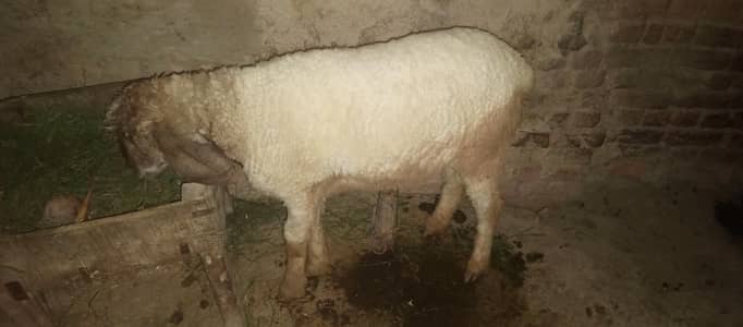 Chatra For sale   Taqreeban 15 month ka ha