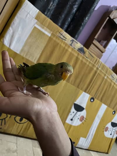 parrot chick
