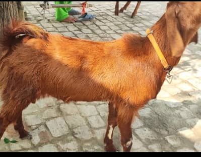 mashallah qurbani ky lea bakra for sell
