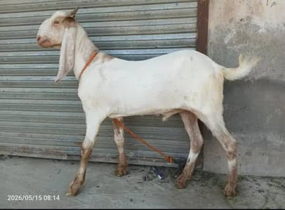2 Bakra