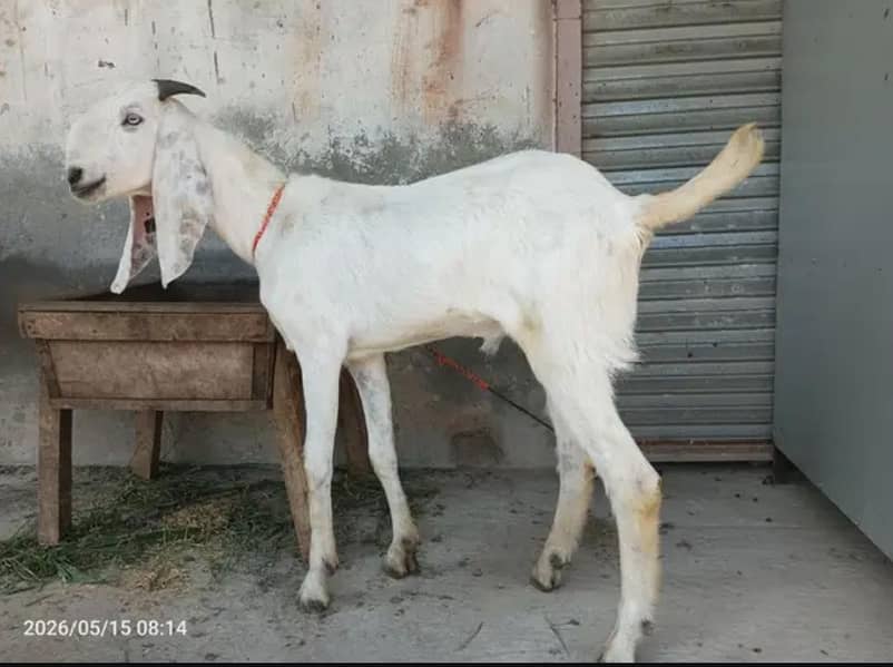 2 Bakra 1