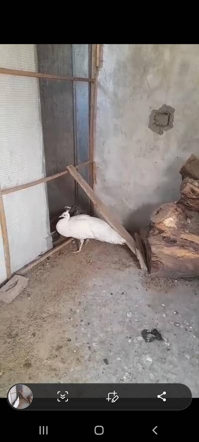 paper white peacock