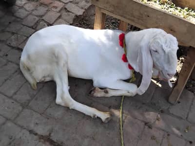 Qurbani k liay Bakra 03104143922