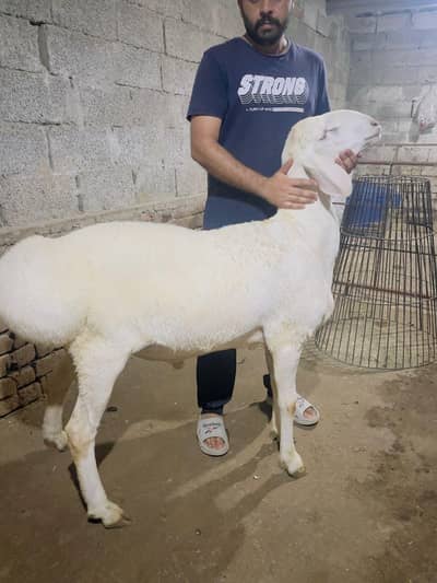 dumba for sale