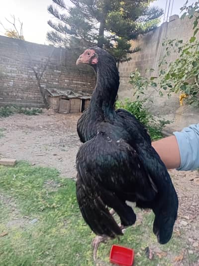 Aseel Madi heera chicks also availble