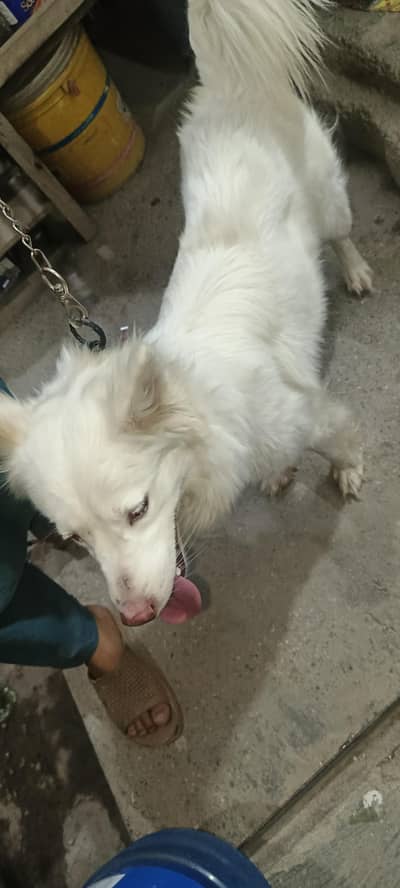 nicedog