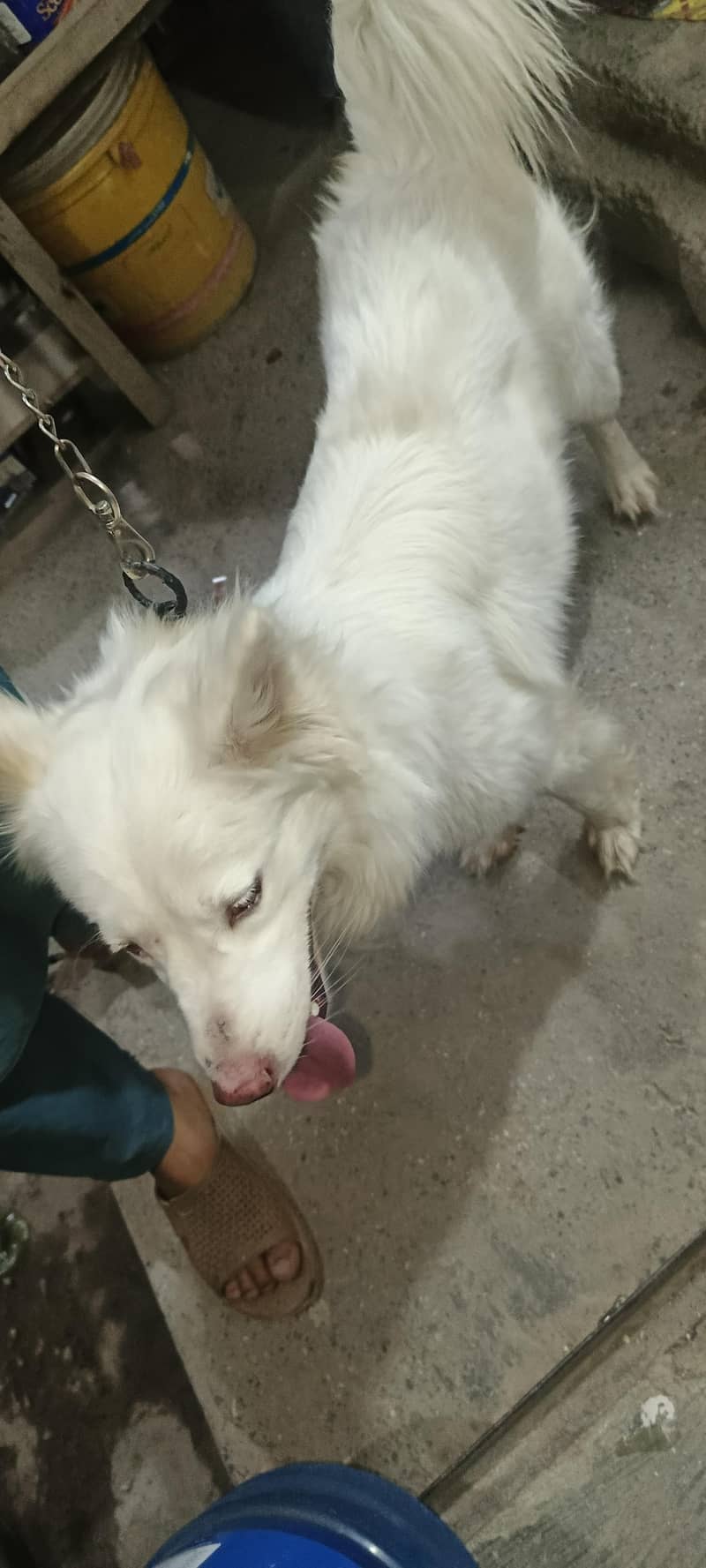 nicedog 0