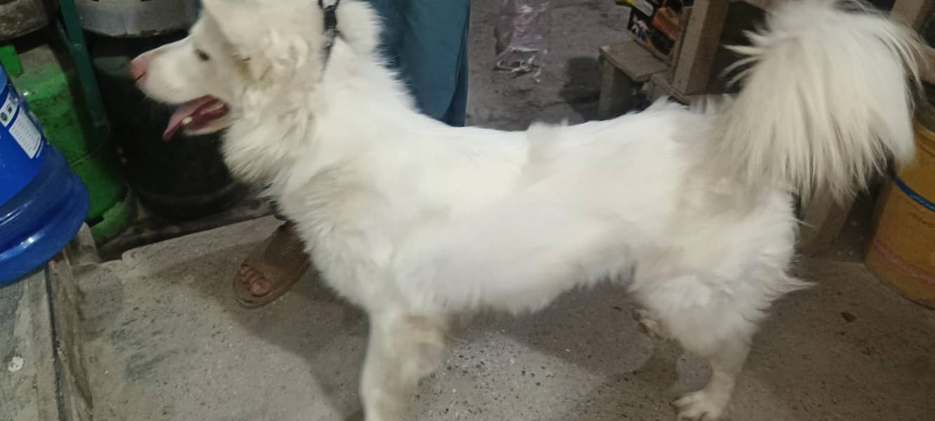 nicedog 1