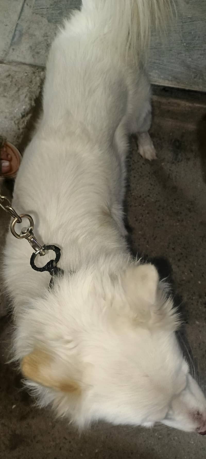 nicedog 2