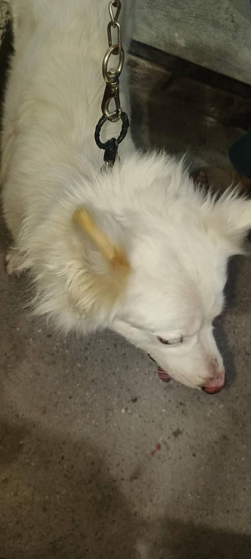 nicedog 3