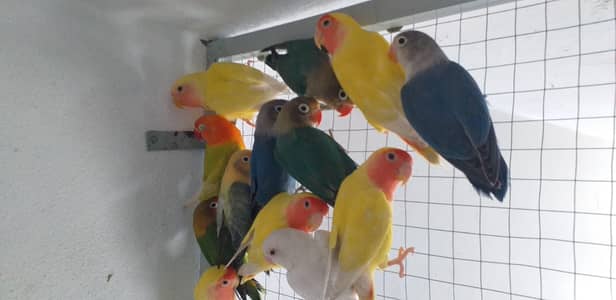 Lovebird best quality pair urgent sale