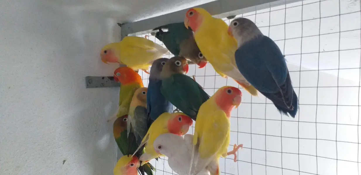 Lovebird best quality pair urgent sale
