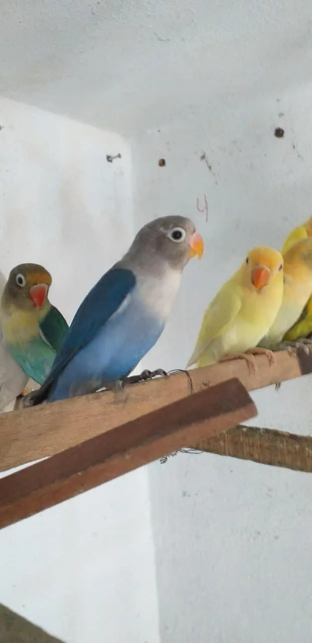 Lovebird best quality pair urgent sale — photo 2