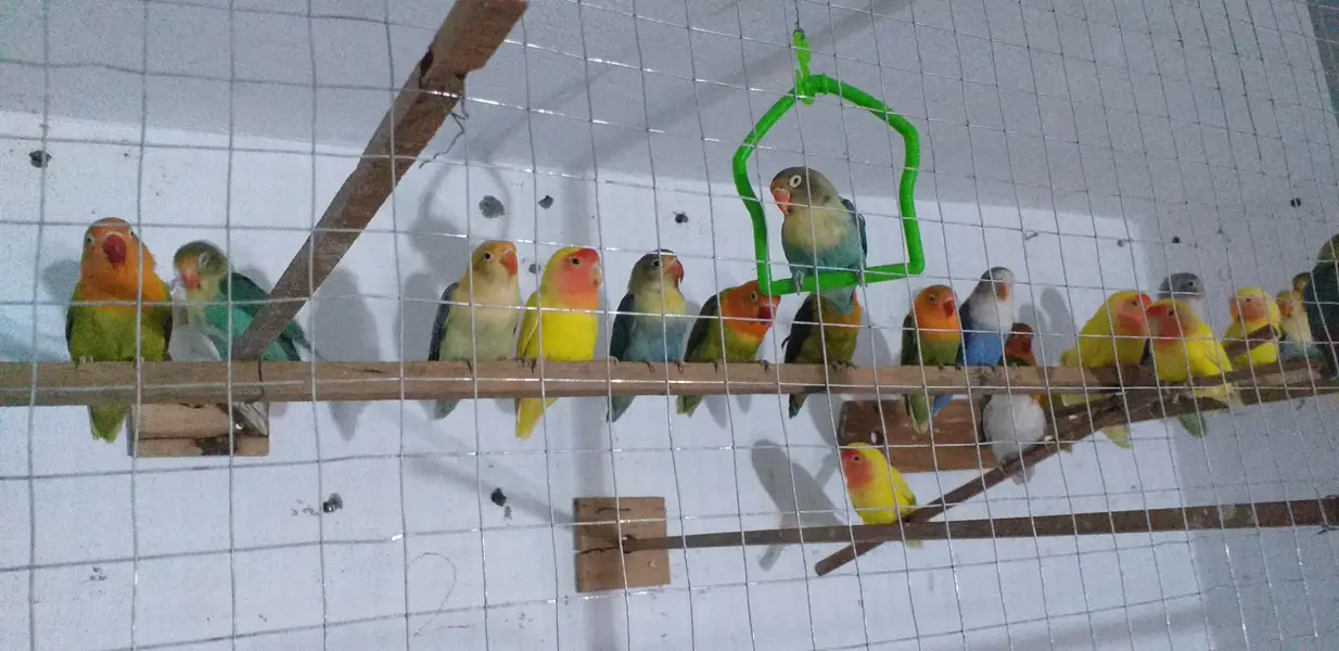 Lovebird best quality pair urgent sale — photo 3