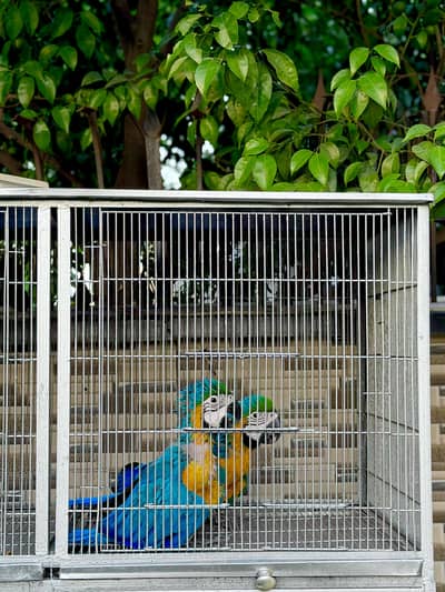 Blue gold macaw harley quinn cockatoo chicks