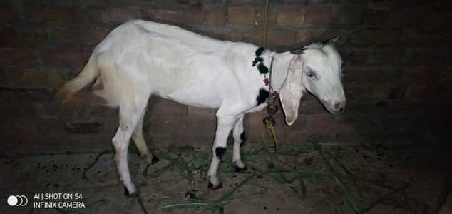 2 bacho KY sat Desi bakri 2 dant