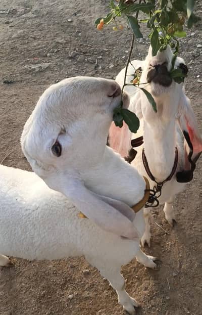 khajlaa Dumba |Dumba | sheeps | dumby for Qurbani | Goats