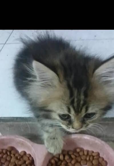 2 kittens