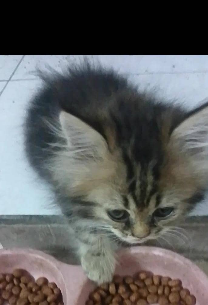 2 kittens 0