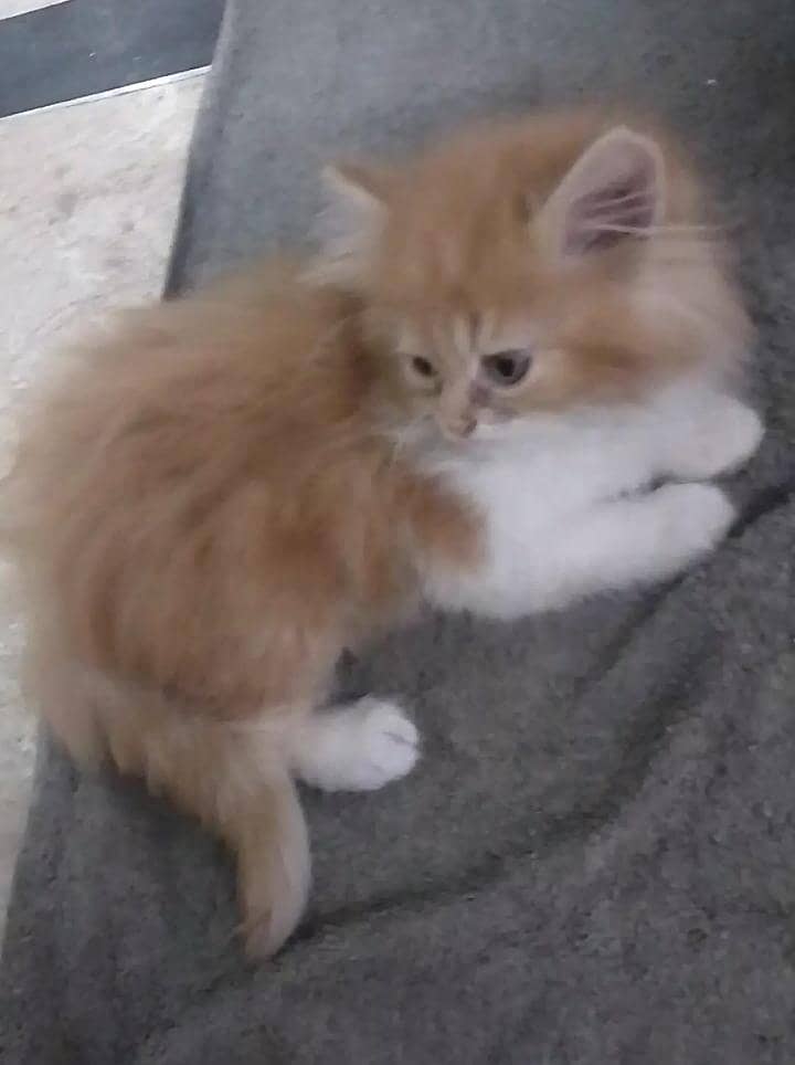 2 kittens 1