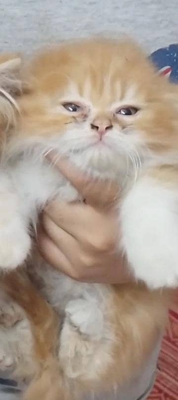 2 kittens 2