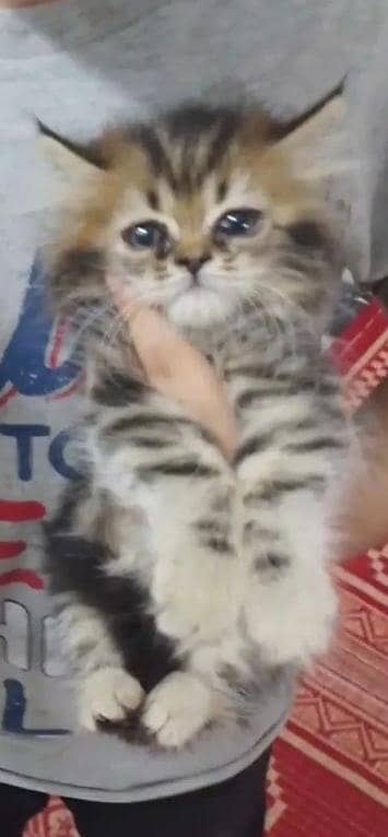 2 kittens 3