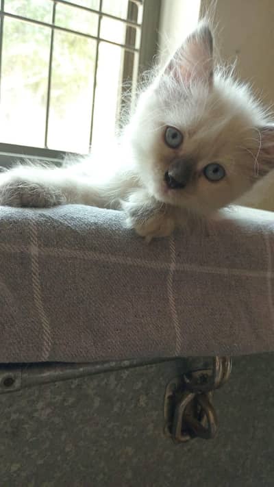 persian 3coated