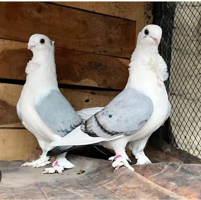 active and healthy pair