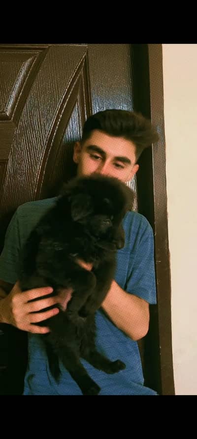 black German shepherd for sale