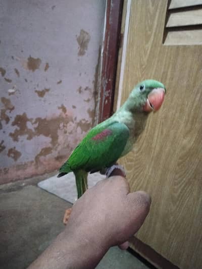 raw parrot