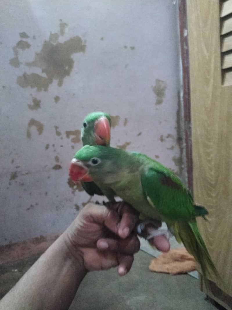 raw parrot 1