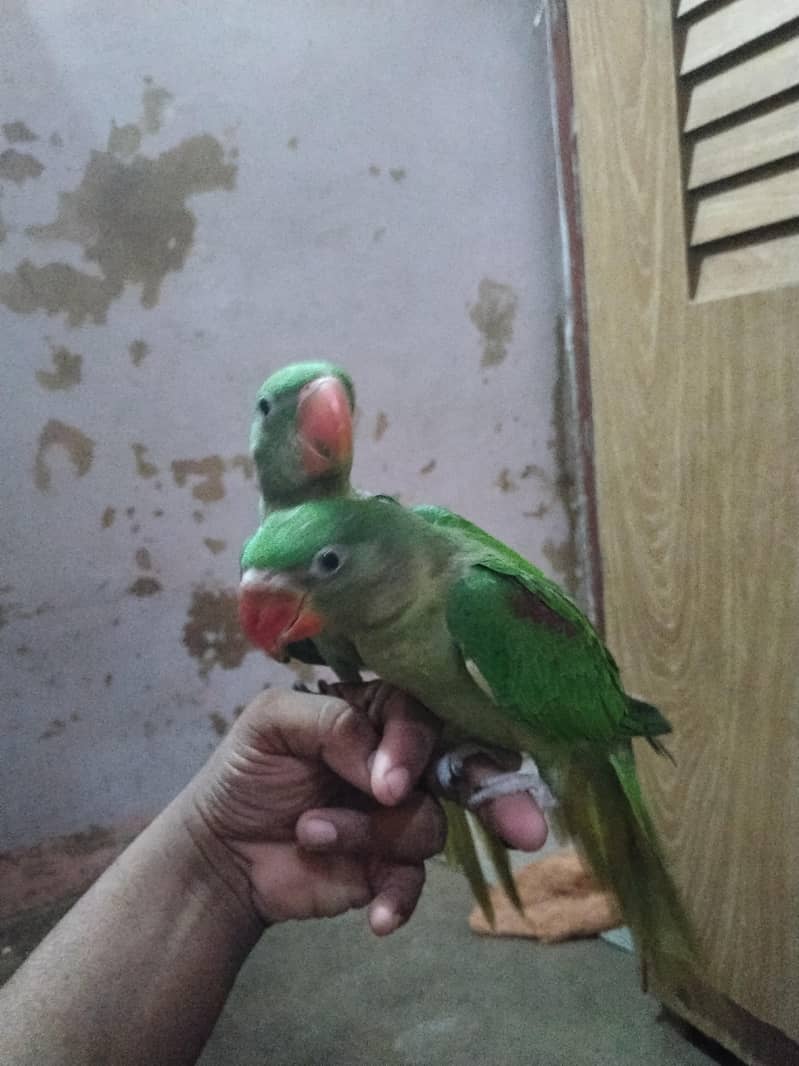 raw parrot 2