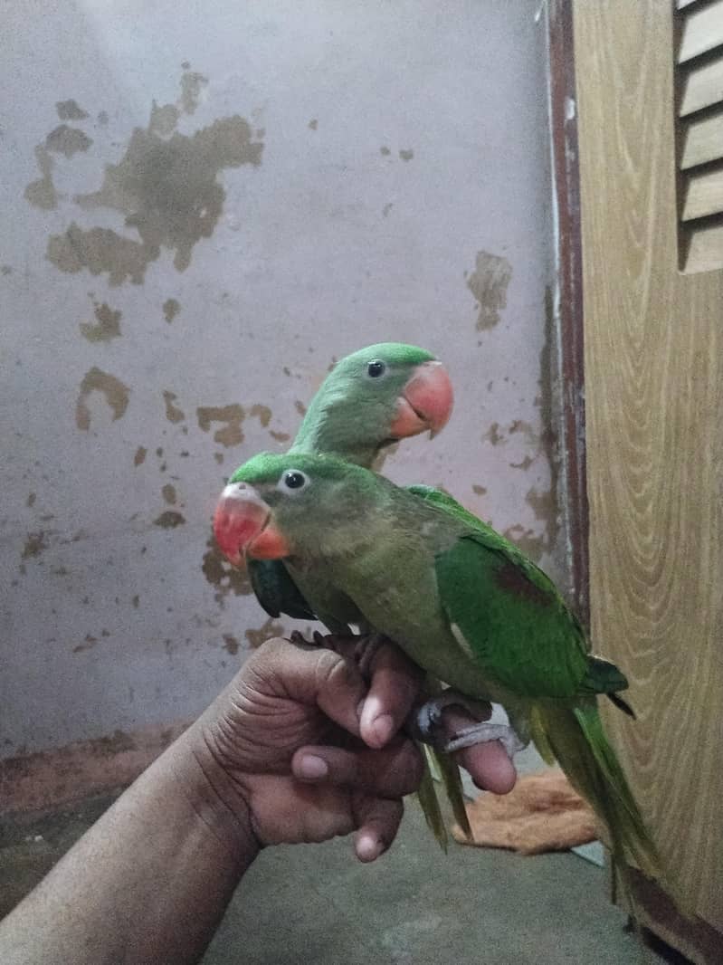 raw parrot 3