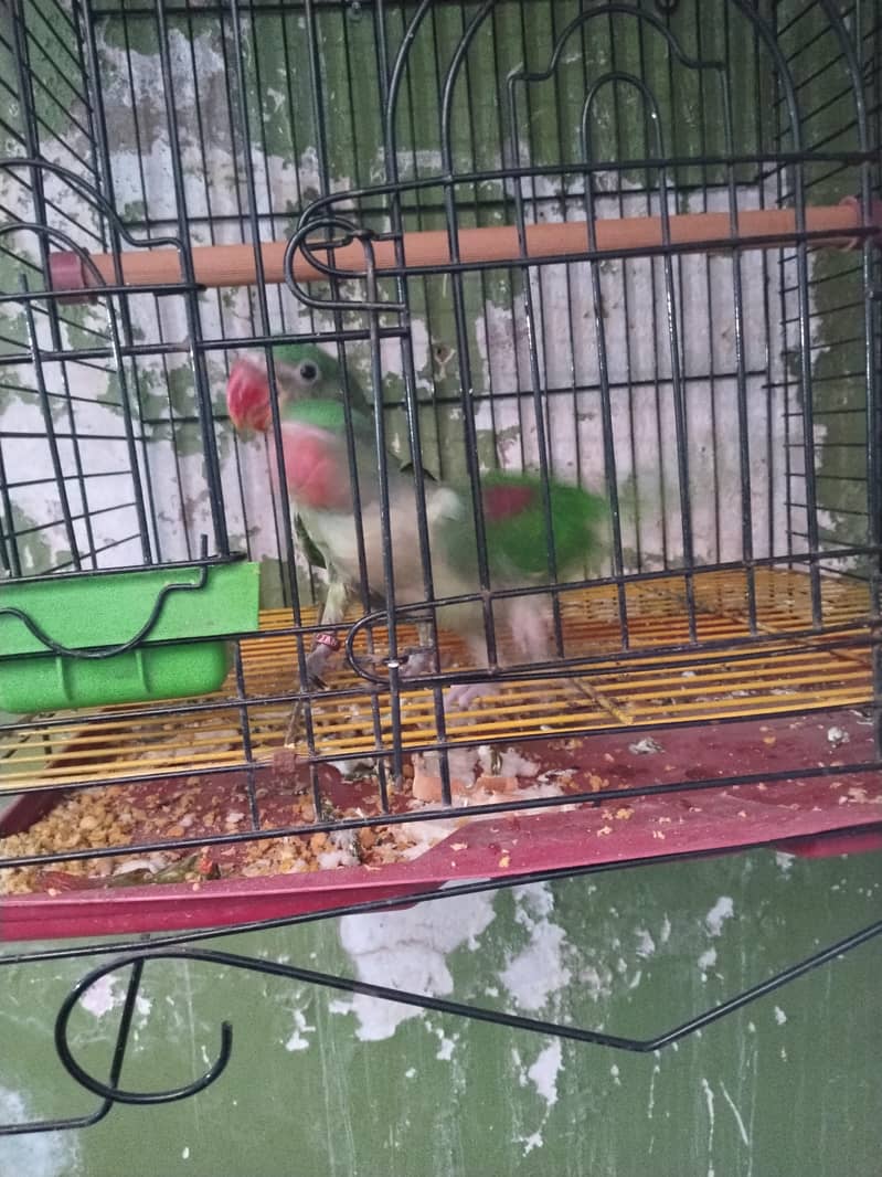 raw parrot 4