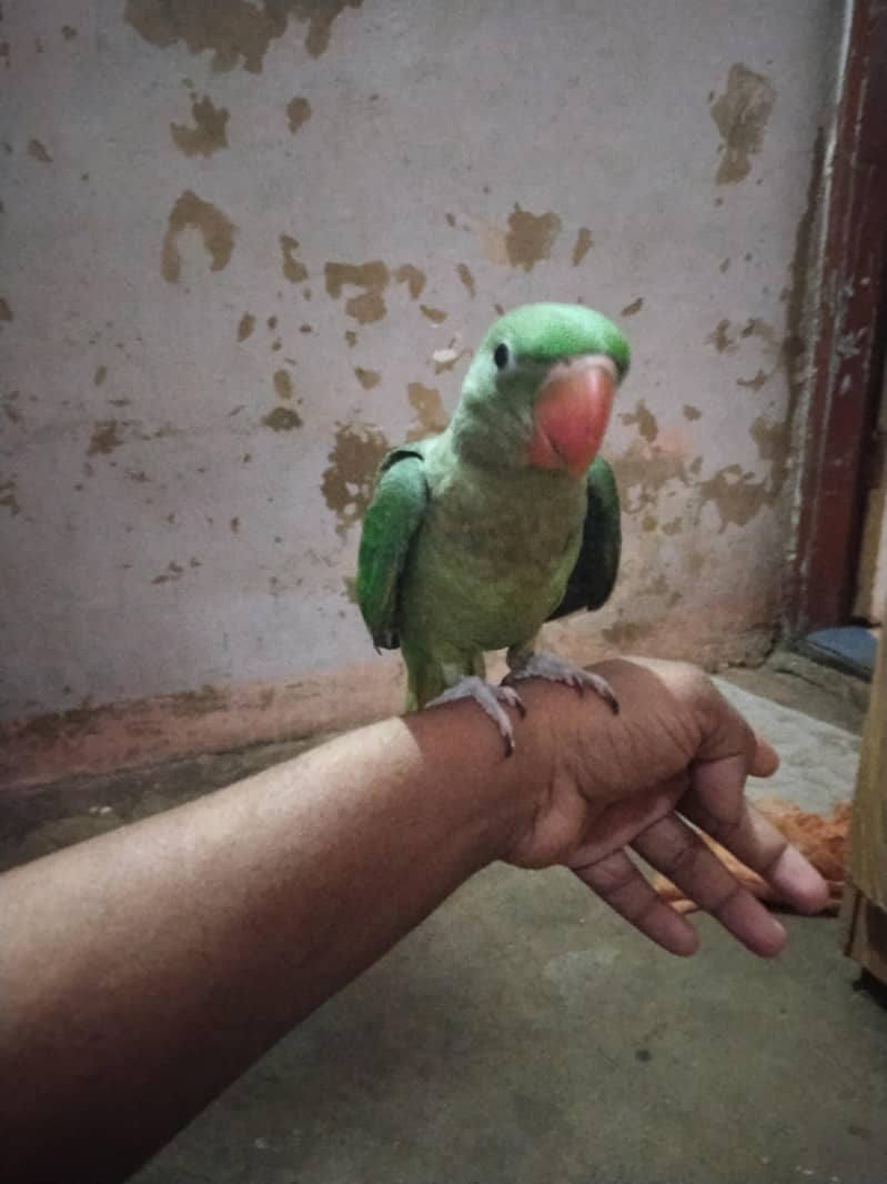 raw parrot 5