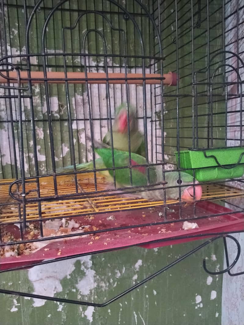 raw parrot 6