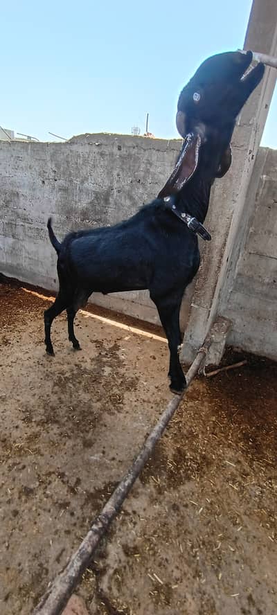 Beetal Bakra for sale