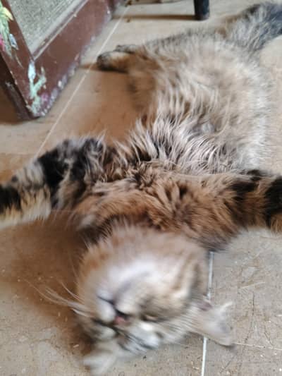 cats kitten