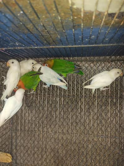 Albino spilt ino Fischer sable mix