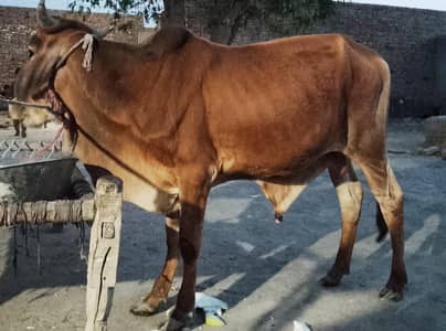 sell qurbani 2026