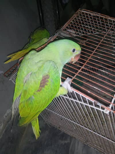 Raw chicks for sale