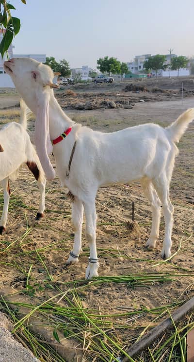 Gulabi Path Beautiful do Dant and Kamori Bakra