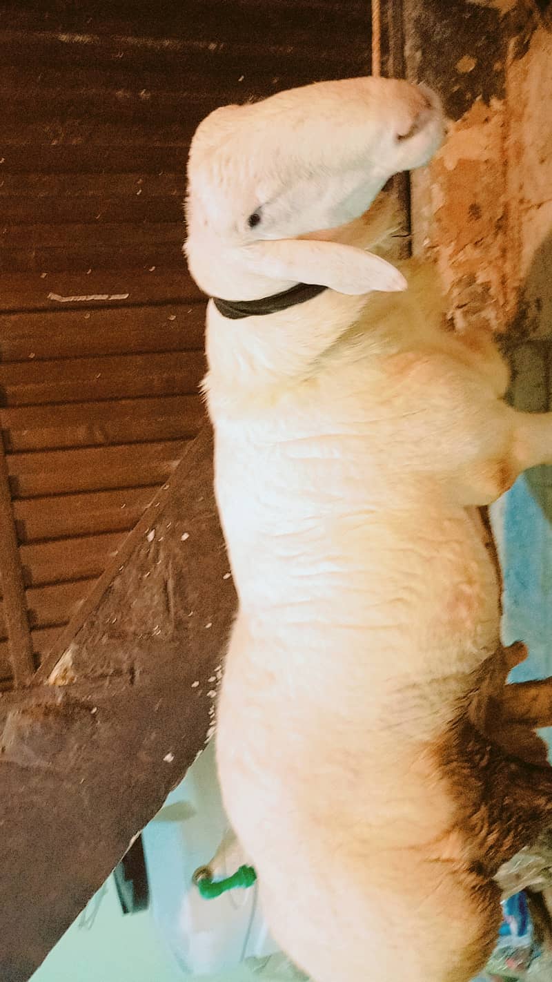 Sheep Dumba 2