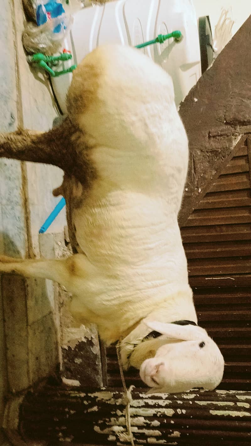 Sheep Dumba 3