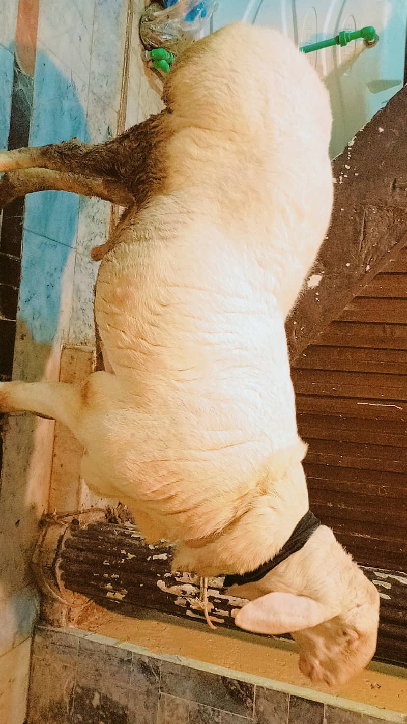 Sheep Dumba 4