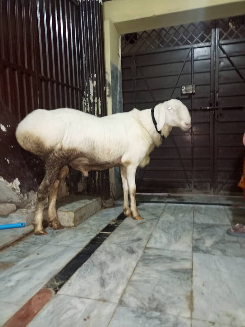 Sheep Dumba 5