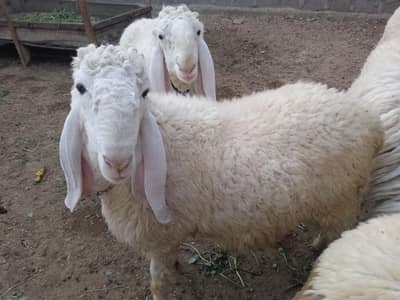 sheep / dumba sell