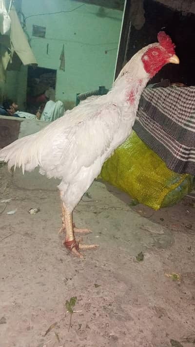 aseel heera